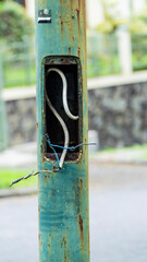 A weathered, rusty green metal pole with exposed electrical wires in an open compartment