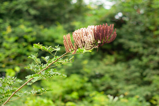 Water Lime (Entada polystachya) Flower, Botanical Treasure of Ecuador