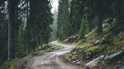 Misty mountain path through evergreen forest
