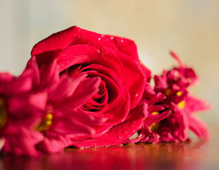 red rose with water drops