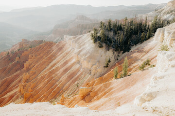 White Pine