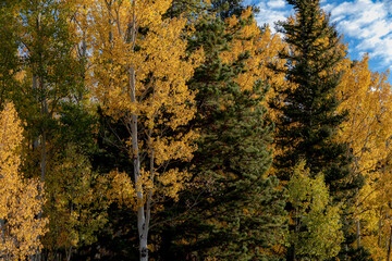 Morning Trees