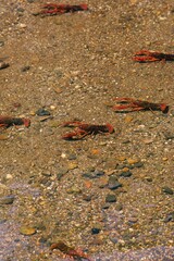 日本では外来生物のアメリカザリガニ