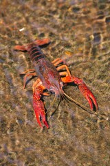 日本では外来生物のアメリカザリガニ