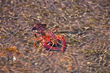日本では外来生物のアメリカザリガニ