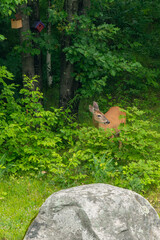 Doe a Deer, a female deer portrait mode