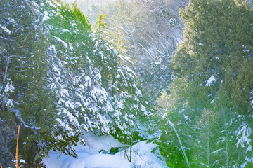 長野県松本市安曇鈴蘭　乗鞍高原　冬の凍結した善五郎の滝