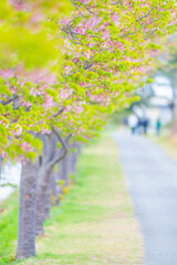 Naklejka premium 三重県松阪市 笠松河津桜ロード