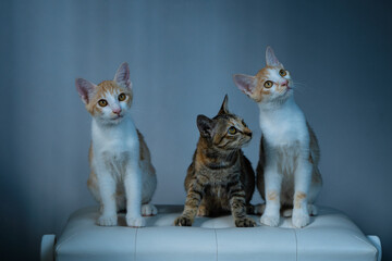 Three Adorable Kittens Posing Beautifully in Soft and Warm Light, Full of Innocence and Charm © Zen Volen
