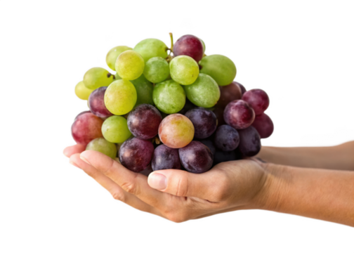 A bunch of grapes in a human hand Isolated on a transparent background