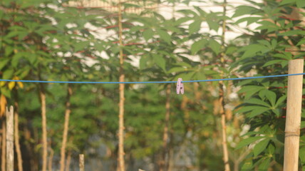 Pink plastic clothes pegs are attached to the clothesline in the form of a blue rope.