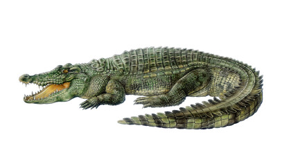 Saltwater crocodile on white background hand drawn watercolor illustration. Crocodylus porosus Australia native reptile. Big alligator with opened jaws. Australian wildlife predator animal