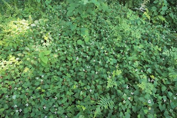駆除が難しいドクダミの花