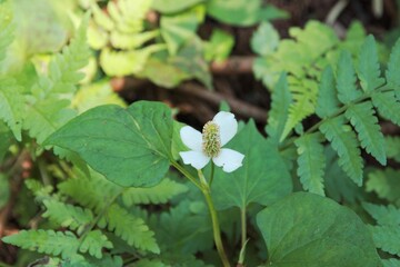 駆除が難しいドクダミの花