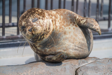 Obraz premium 動物園の動物