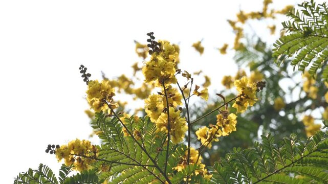 Peltophorum pterocarpum flower. Its other names copperpod,&nbsp;yellow flamboyant,&nbsp;yellow flametree,&nbsp;yellow poinciana and&nbsp;yellow flame. This &nbsp;is a species of&nbsp;Peltophorum. 
