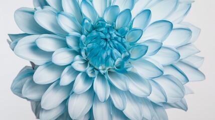 Obraz premium A vibrant light blue dahlia in full bloom, showcasing natural beauty with soft backlighting. 