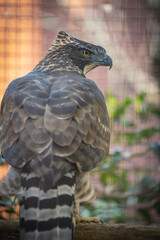 動物園の動物