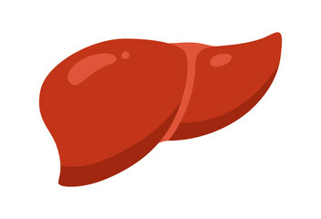 Human liver cartoon stylized vector illustration. Anatomical liver hepatic detoxification body organ symbol on white background. Drawing human liver for medical, infographic childrens education design