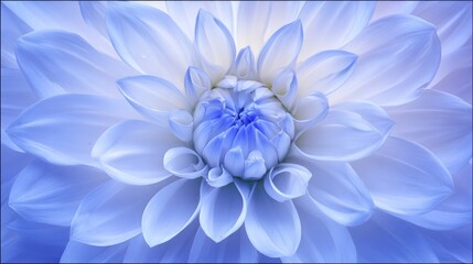 Obraz premium A vibrant light blue dahlia in full bloom, showcasing natural beauty with soft backlighting. 