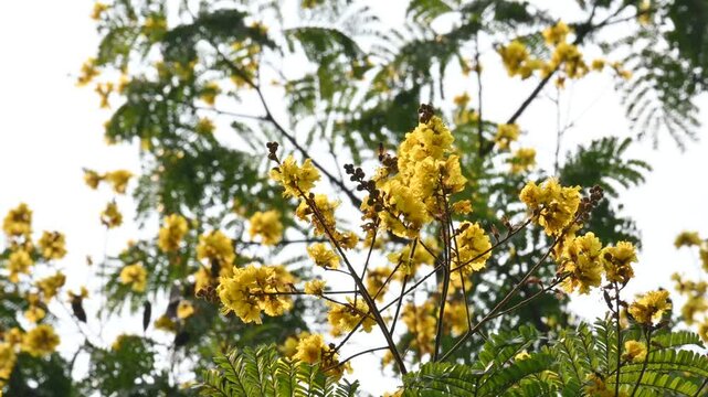 Peltophorum pterocarpum flower. Its other names copperpod,&nbsp;yellow flamboyant,&nbsp;yellow flametree,&nbsp;yellow poinciana and&nbsp;yellow flame. This &nbsp;is a species of&nbsp;Peltophorum. 
