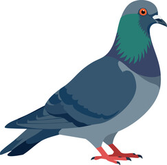 Fototapeta premium Pigeon bird illustration with blue grey feathers and red feet vector image