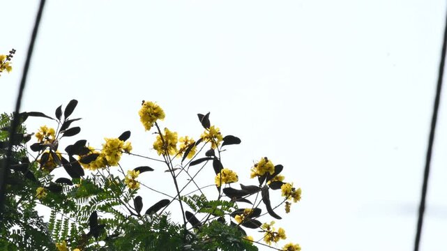 Peltophorum pterocarpum flower. Its other names copperpod,&nbsp;yellow flamboyant,&nbsp;yellow flametree,&nbsp;yellow poinciana and&nbsp;yellow flame. This &nbsp;is a species of&nbsp;Peltophorum. 
