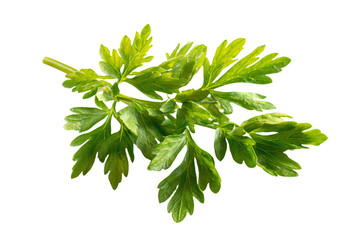 Fototapeta premium 3D Render a green plant with leaves on a white background