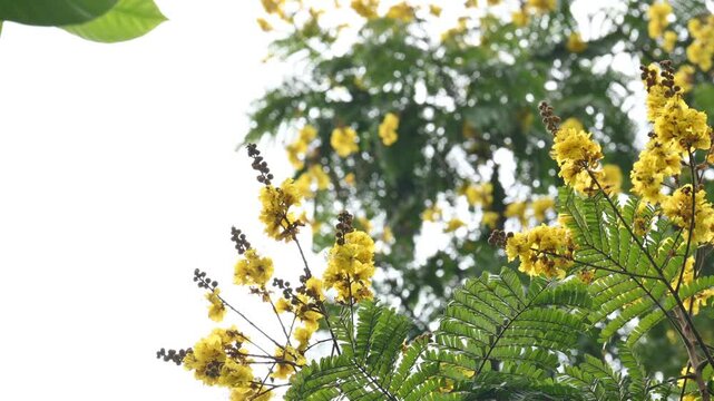 Peltophorum pterocarpum flower. Its other names copperpod,&nbsp;yellow flamboyant,&nbsp;yellow flametree,&nbsp;yellow poinciana and&nbsp;yellow flame. This &nbsp;is a species of&nbsp;Peltophorum. 
