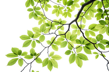 Obraz premium Upward view of fresh green elm leaves on dark branches against bright white sky, spring foliage canopy perspective.
