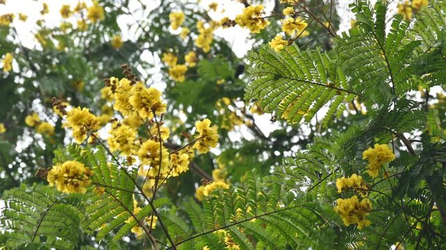 Peltophorum pterocarpum flower. Its other names copperpod,&nbsp;yellow flamboyant,&nbsp;yellow flametree,&nbsp;yellow poinciana and&nbsp;yellow flame. This &nbsp;is a species of&nbsp;Peltophorum. 
