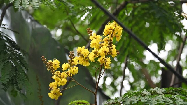 Peltophorum pterocarpum flower. Its other names copperpod,&nbsp;yellow flamboyant,&nbsp;yellow flametree,&nbsp;yellow poinciana and&nbsp;yellow flame. This &nbsp;is a species of&nbsp;Peltophorum. 
