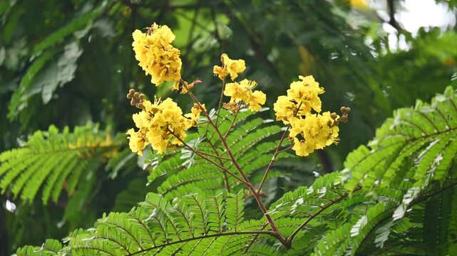 Peltophorum pterocarpum flower. Its other names copperpod,&nbsp;yellow flamboyant,&nbsp;yellow flametree,&nbsp;yellow poinciana and&nbsp;yellow flame. This &nbsp;is a species of&nbsp;Peltophorum. 
