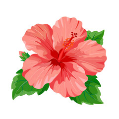 Beautiful pink hibiscus flower illustration for summer design projects png isolated on transparent background