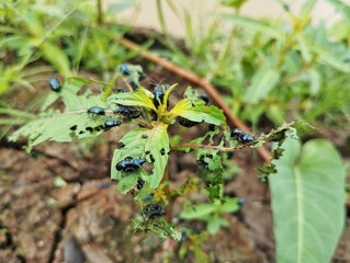 Flea beetles (Alticinae) are eating leaves in outdoor garden 