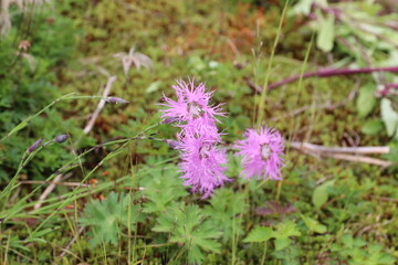 白馬 小遠見山の風景。白馬五竜高山植物園。タカネナデシコ。