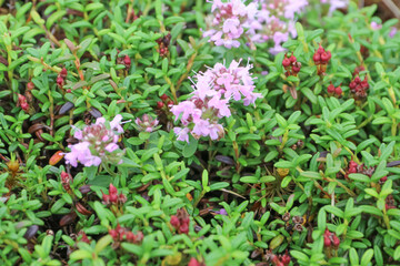 白馬 小遠見山の風景。白馬五竜高山植物園。ミネズオウ