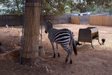Relaxed plains zebra resting by tree in spacious zoo enclosure with peacocks and poultry, Santa Eugènia, Mallorca. African wildlife, animal interaction, habitat design. 