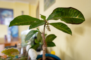Buds on the green stem of a croton plant (Codiaeum variegatum) indoors, captured in natural light,...