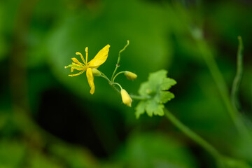 Pistils on a yellow flower of greater celandine (Chelidonium majus) outdoors with a green...