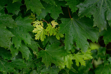 Raindrops on green maple leaves in close-up, captured in natural outdoor light, highlighting the...