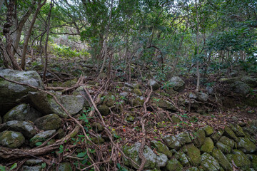 三重県熊野市　楯ヶ崎の柱状節理