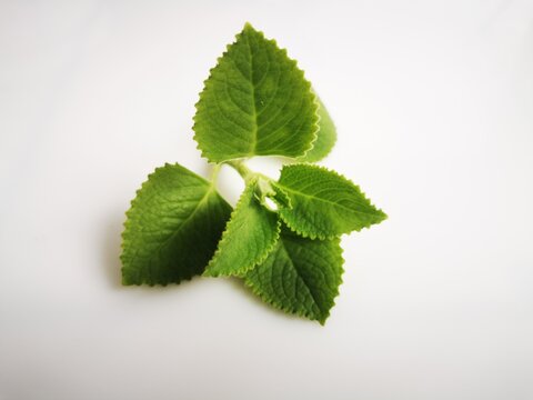 Top-down close-up of Indian borage (Plectranthus amboinicus) green leaves on a clean white background. Herbal texture and simple composition for natural-themed designs.