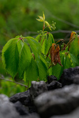 Green buds with water droplets and green leaves of Virginia creeper (Parthenocissus quinquefolia)...