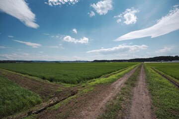 日本の農村の風景