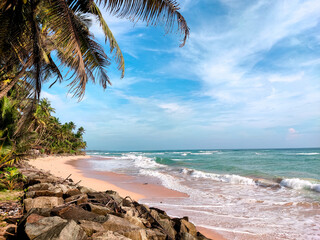 palm tree on the beach in mirissa sri lanka