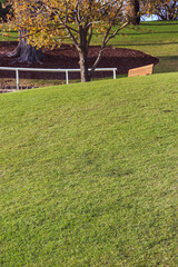green lawn and park bench in the park