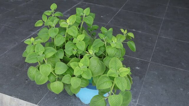 Java cumin plants grow well in blue plastic pots