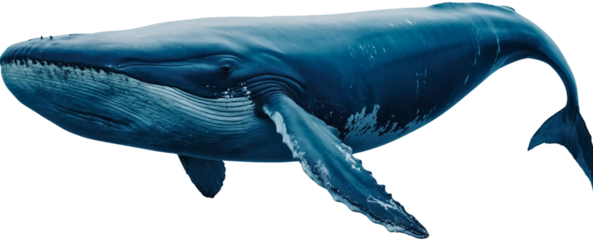 Big whale illustration. White isolation.
