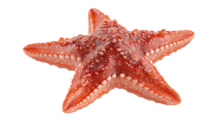 Orange Starfish On Transparent Background Detailed Macro Photography
